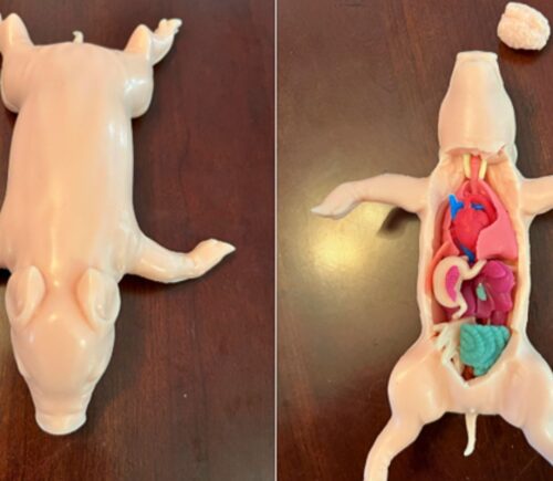 Photo shows the new Kind Piglet, a silicone-based, cruelty-free alternative to animal dissection for classrooms and educational settings, produced by animal rights organization PETA