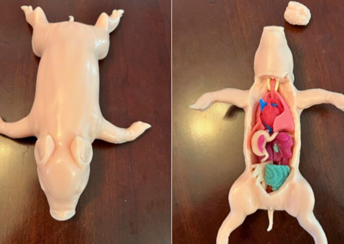 Photo shows the new Kind Piglet, a silicone-based, cruelty-free alternative to animal dissection for classrooms and educational settings, produced by animal rights organization PETA