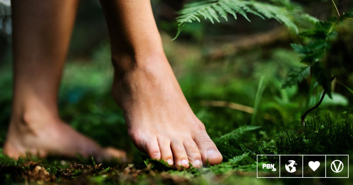 World’s Fourth ‘Therapeutic Forest’ Certified In Portugal