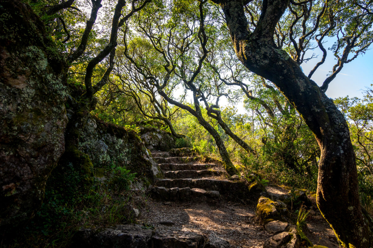 Stone staircase in the Relict National Forest of Bussaco, Coimbra, Portugal. It is included in the UNESCO World Heritage List.