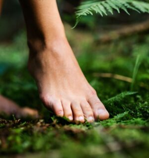 Photo shows a woman walking barefoot through a lush green forest. Portugal’s Buçaco National Forest has been certified as the world’s fourth “therapeutic forest.”
