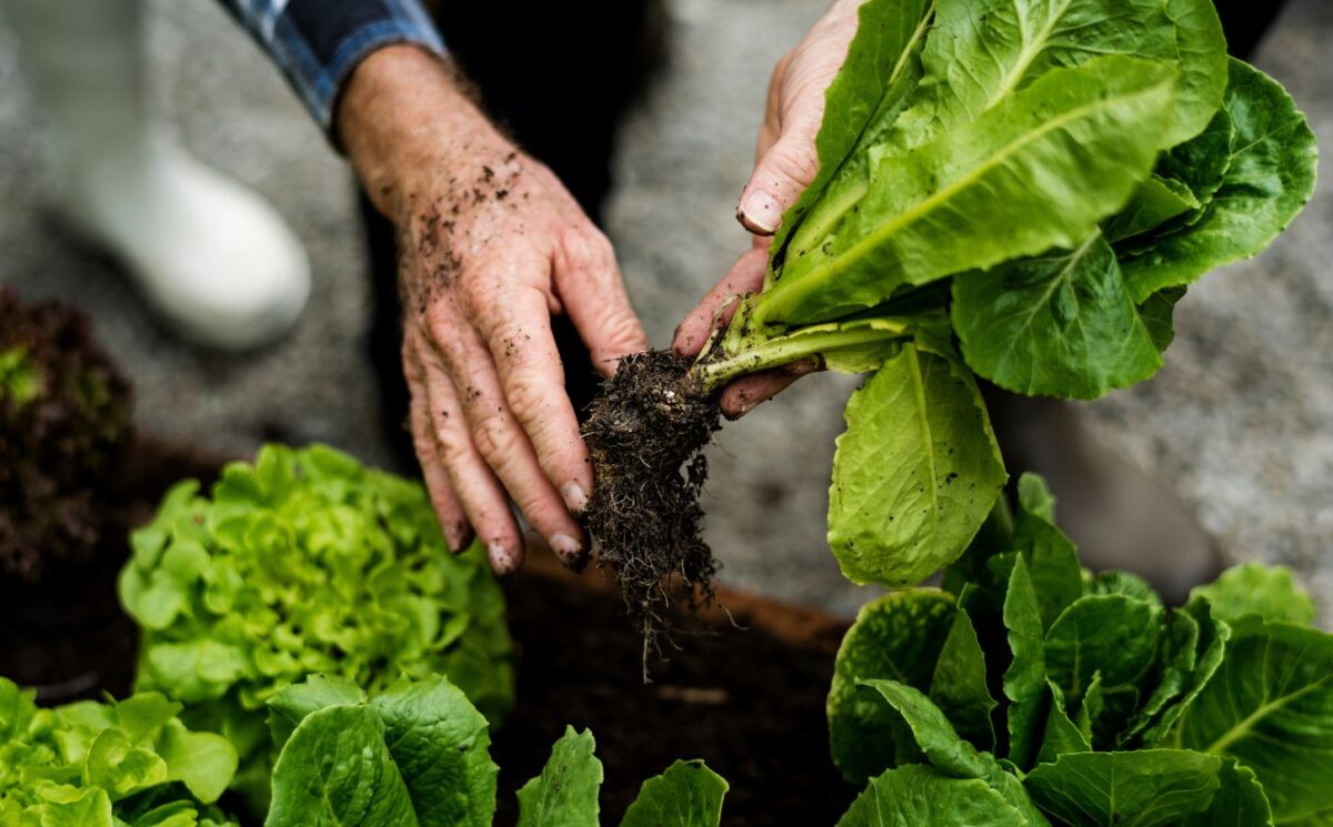 Photo shows someone's hands as they pick a lettuce from the soil. Scientists have discovered how to grow a muscle protein gene typically found in animal meat inside lettuce and tobacco plants.