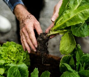 Photo shows someone's hands as they pick a lettuce from the soil. Scientists have discovered how to grow a muscle protein gene typically found in animal meat inside lettuce and tobacco plants.