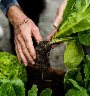 Photo shows someone's hands as they pick a lettuce from the soil. Scientists have discovered how to grow a muscle protein gene typically found in animal meat inside lettuce and tobacco plants.