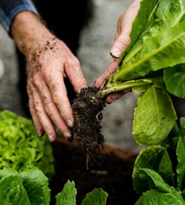 Photo shows someone's hands as they pick a lettuce from the soil. Scientists have discovered how to grow a muscle protein gene typically found in animal meat inside lettuce and tobacco plants.