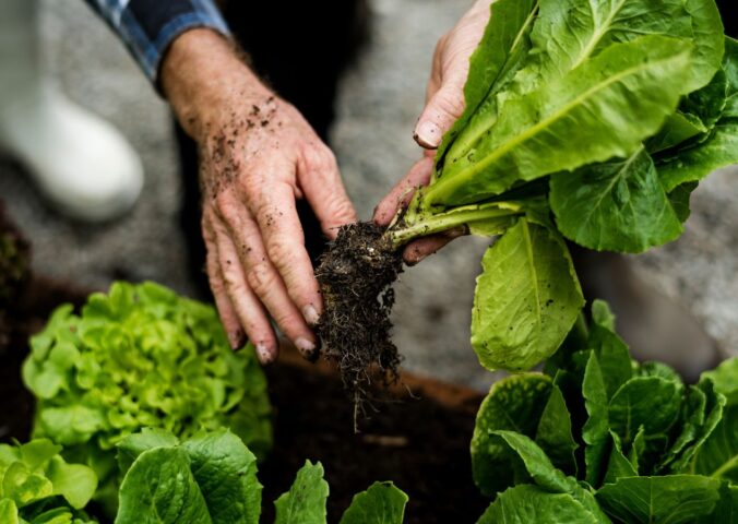 Photo shows someone's hands as they pick a lettuce from the soil. Scientists have discovered how to grow a muscle protein gene typically found in animal meat inside lettuce and tobacco plants.