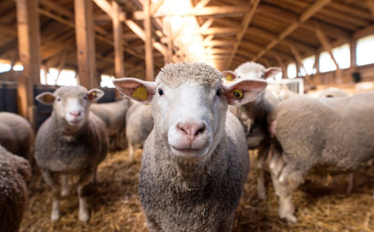 Photo shows a sheep looking directly into the camera, surrounded by other sheep, inside a wooden barn. Jenny Canham, public affairs lead at the Vegetarian Society, reflects on new film 'The Sheep Detectives' and the upcoming Love Lambs Week