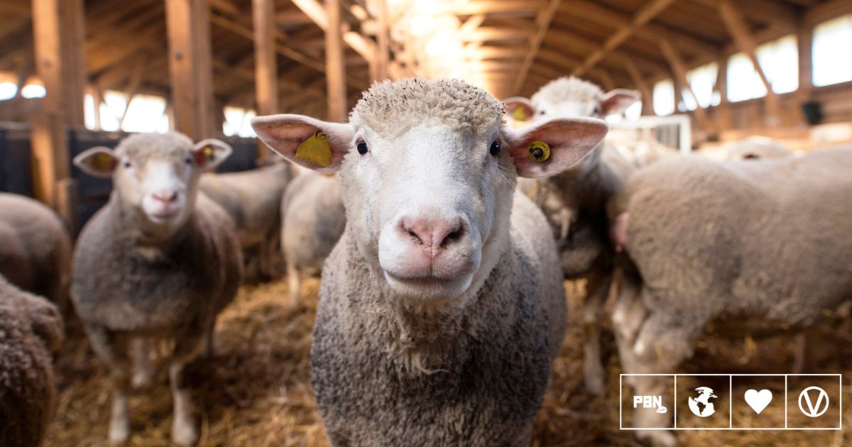 ‘The Sheep Detectives’ And Turning Empathy Into Action