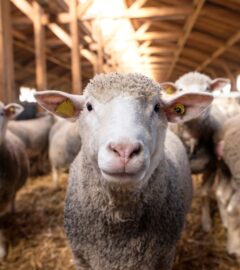 Photo shows a sheep looking directly into the camera, surrounded by other sheep, inside a wooden barn. Jenny Canham, public affairs lead at the Vegetarian Society, reflects on new film 'The Sheep Detectives' and the upcoming Love Lambs Week