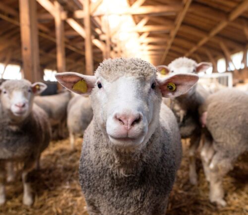 Photo shows a sheep looking directly into the camera, surrounded by other sheep, inside a wooden barn. Jenny Canham, public affairs lead at the Vegetarian Society, reflects on new film 'The Sheep Detectives' and the upcoming Love Lambs Week