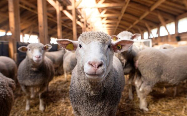 Photo shows a sheep looking directly into the camera, surrounded by other sheep, inside a wooden barn. Jenny Canham, public affairs lead at the Vegetarian Society, reflects on new film 'The Sheep Detectives' and the upcoming Love Lambs Week