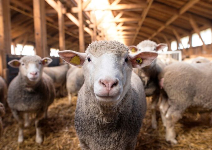 Photo shows a sheep looking directly into the camera, surrounded by other sheep, inside a wooden barn. Jenny Canham, public affairs lead at the Vegetarian Society, reflects on new film 'The Sheep Detectives' and the upcoming Love Lambs Week