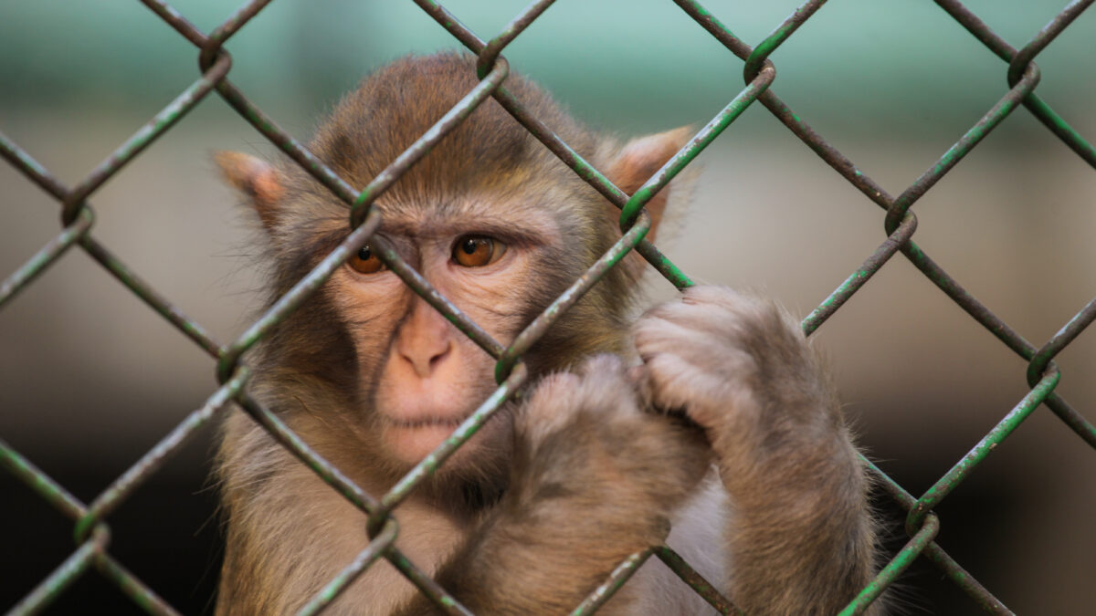 Photo shows a monkey behind a wire fence. The UK government has announced a £22 million investment to “ramp up” the move away from animal testing in favor of “cutting-edge” alternatives