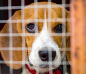 Photo shows a beagle inside a wire cage. The UK government has announced a £22 million investment to “ramp up” the move away from animal testing in favor of “cutting-edge” alternatives
