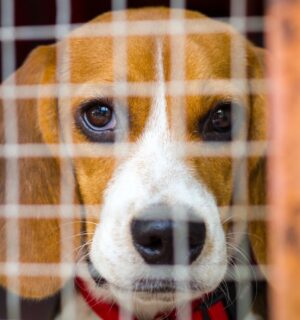 Photo shows a beagle inside a wire cage. The UK government has announced a £22 million investment to “ramp up” the move away from animal testing in favor of “cutting-edge” alternatives
