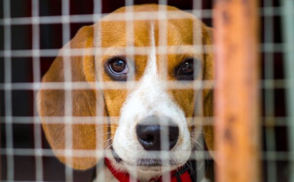 Photo shows a beagle inside a wire cage. The UK government has announced a £22 million investment to “ramp up” the move away from animal testing in favor of “cutting-edge” alternatives