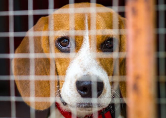 Photo shows a beagle inside a wire cage. The UK government has announced a £22 million investment to “ramp up” the move away from animal testing in favor of “cutting-edge” alternatives