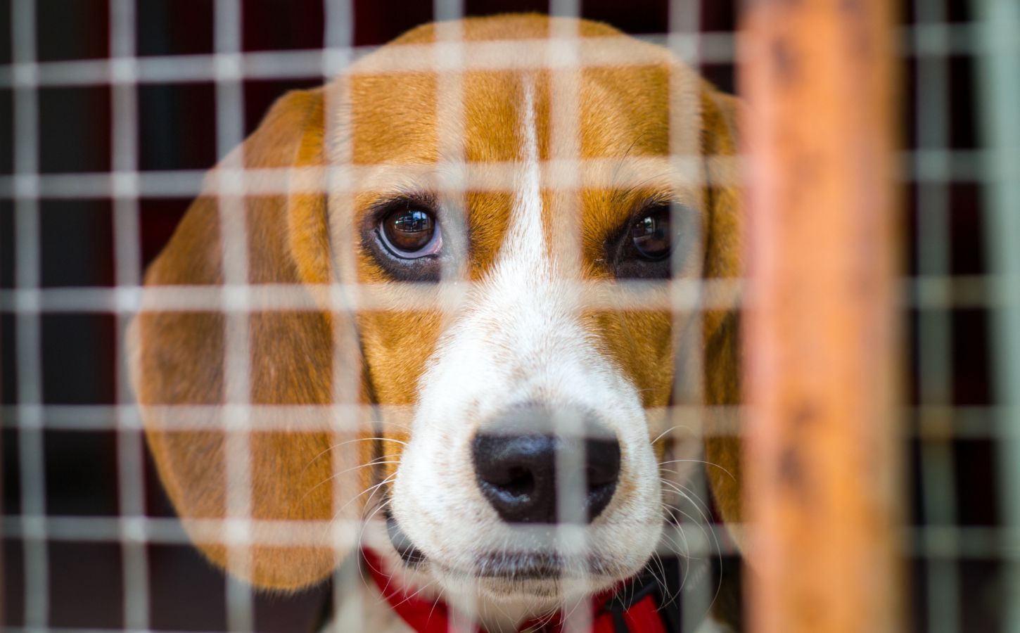Photo shows a beagle inside a wire cage. The UK government has announced a £22 million investment to “ramp up” the move away from animal testing in favor of “cutting-edge” alternatives