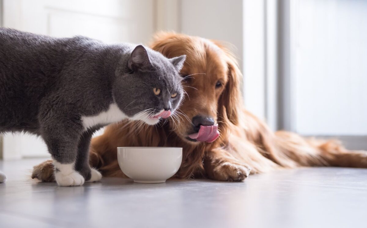 Photo shows a dog and a cat eating out of the same bowl. A new study has found that nutritionally sound vegan and vegetarian diets are “well-digested” by dogs and cats