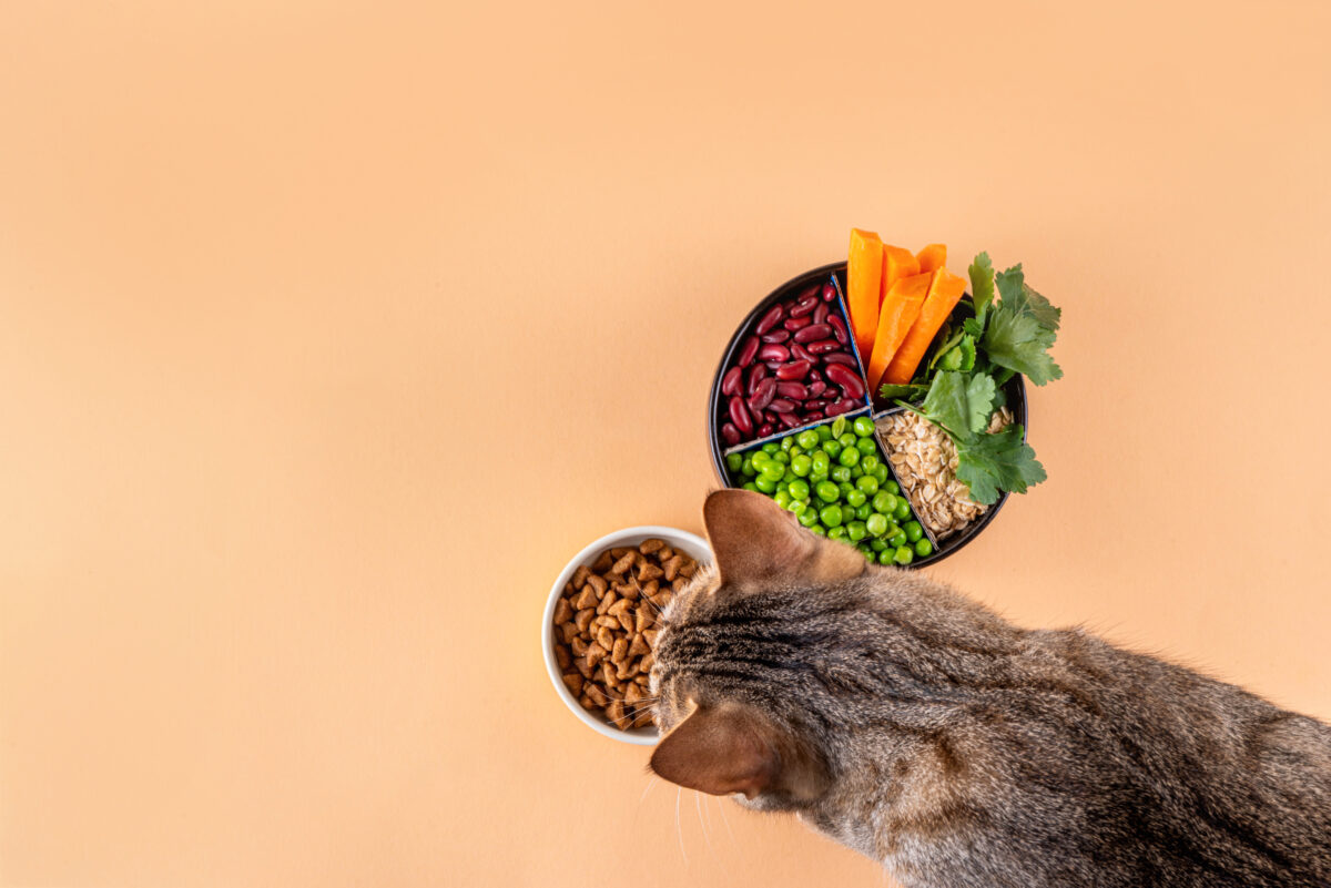 Photo shows a cat next to a bowl of fresh vegetables and a bowl of kibble. A new study has found that nutritionally sound vegan and vegetarian diets are “well-digested” by dogs and cats