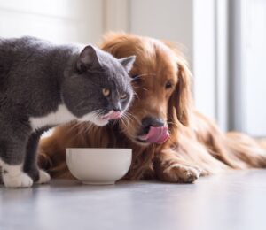Photo shows a dog and a cat eating out of the same bowl. A new study has found that nutritionally sound vegan and vegetarian diets are “well-digested” by dogs and cats