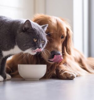 Photo shows a dog and a cat eating out of the same bowl. A new study has found that nutritionally sound vegan and vegetarian diets are “well-digested” by dogs and cats