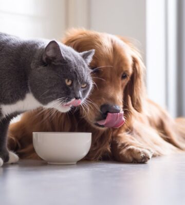 Photo shows a dog and a cat eating out of the same bowl. A new study has found that nutritionally sound vegan and vegetarian diets are “well-digested” by dogs and cats