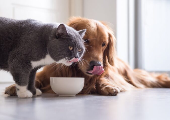 Photo shows a dog and a cat eating out of the same bowl. A new study has found that nutritionally sound vegan and vegetarian diets are “well-digested” by dogs and cats