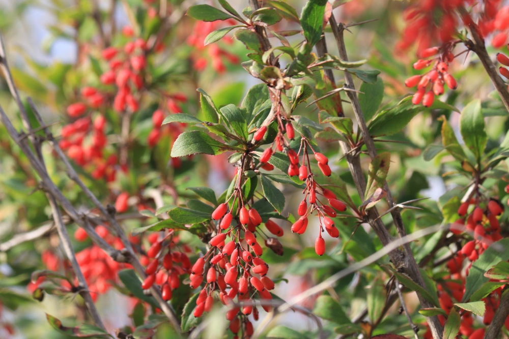 Ruby-red barberries growing on a bush, to illustrate article about the berry that lowers cholesterol