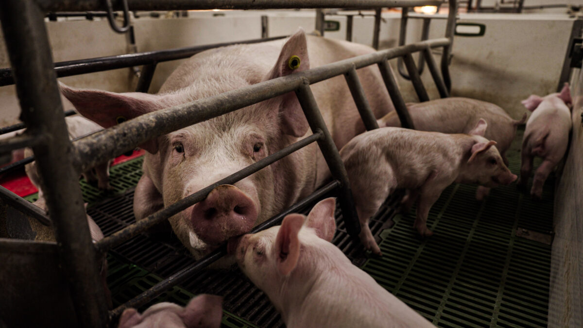 Photo shows Luna, a sow confined inside Red Court Farm in Ipswich. Animal Rising recently unveiled new footage documenting a month in the pig's life, including her time inside a farrowing crate