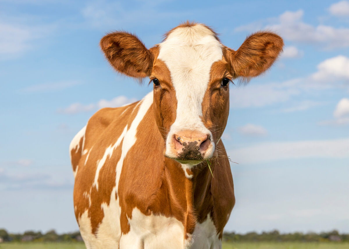 Photo shows a lone cow standing in the middle of a field. Marina Diamandis has shared a post on social media in support of animal rights and plant-based foods that features a cow.