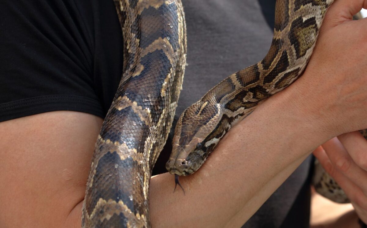 Photo shows a man's arm with a python wrapped around it. 'Monsters of God,' a new HBO documentary from Tiger King creator Eric Goode, tackles the illegal reptile trade