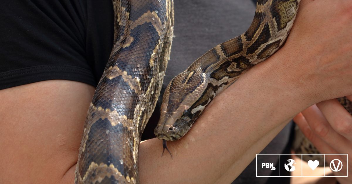 'Monsters of God': New Documentary From 'Tiger King' Creator Tackles Illegal Reptile Trade