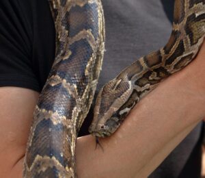 Photo shows a man's arm with a python wrapped around it. 'Monsters of God,' a new HBO documentary from Tiger King creator Eric Goode, tackles the illegal reptile trade
