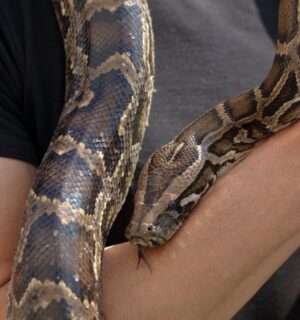 Photo shows a man's arm with a python wrapped around it. 'Monsters of God,' a new HBO documentary from Tiger King creator Eric Goode, tackles the illegal reptile trade