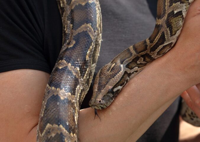 Photo shows a man's arm with a python wrapped around it. 'Monsters of God,' a new HBO documentary from Tiger King creator Eric Goode, tackles the illegal reptile trade