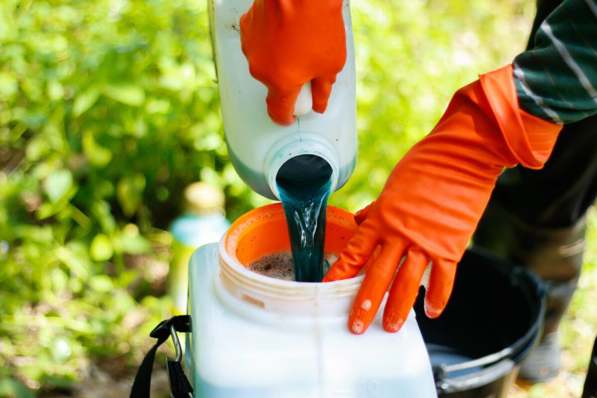 Photo shows a farmer mixing pesticide in a large container for spraying. The color of the liquid is dark green, and the farmer wears thick rubber gloves. A new study has found that pesticides poison nearly half of farmers worldwide every year