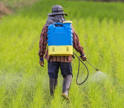 Photo shows a farmer spraying pesticides from a large container mounted on his back. A new study has found that pesticides poison nearly half of farmers worldwide every year