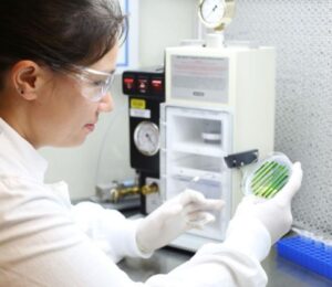 Photo shows Melanie Oey, the study’s corresponding author and a Research Officer at the University of Queensland’s Institute for Molecular Bioscience in Brisbane, Australia, inspecting microalgae. Oey and her team have grown microalgae from cultivated meat production waste