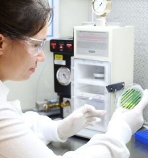 Photo shows Melanie Oey, the study’s corresponding author and a Research Officer at the University of Queensland’s Institute for Molecular Bioscience in Brisbane, Australia, inspecting microalgae. Oey and her team have grown microalgae from cultivated meat production waste