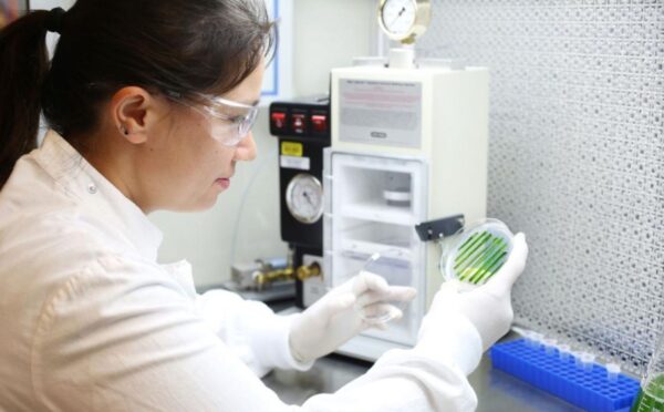 Photo shows Melanie Oey, the study’s corresponding author and a Research Officer at the University of Queensland’s Institute for Molecular Bioscience in Brisbane, Australia, inspecting microalgae. Oey and her team have grown microalgae from cultivated meat production waste