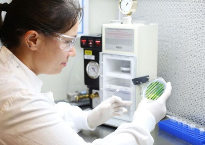 Photo shows Melanie Oey, the study’s corresponding author and a Research Officer at the University of Queensland’s Institute for Molecular Bioscience in Brisbane, Australia, inspecting microalgae. Oey and her team have grown microalgae from cultivated meat production waste
