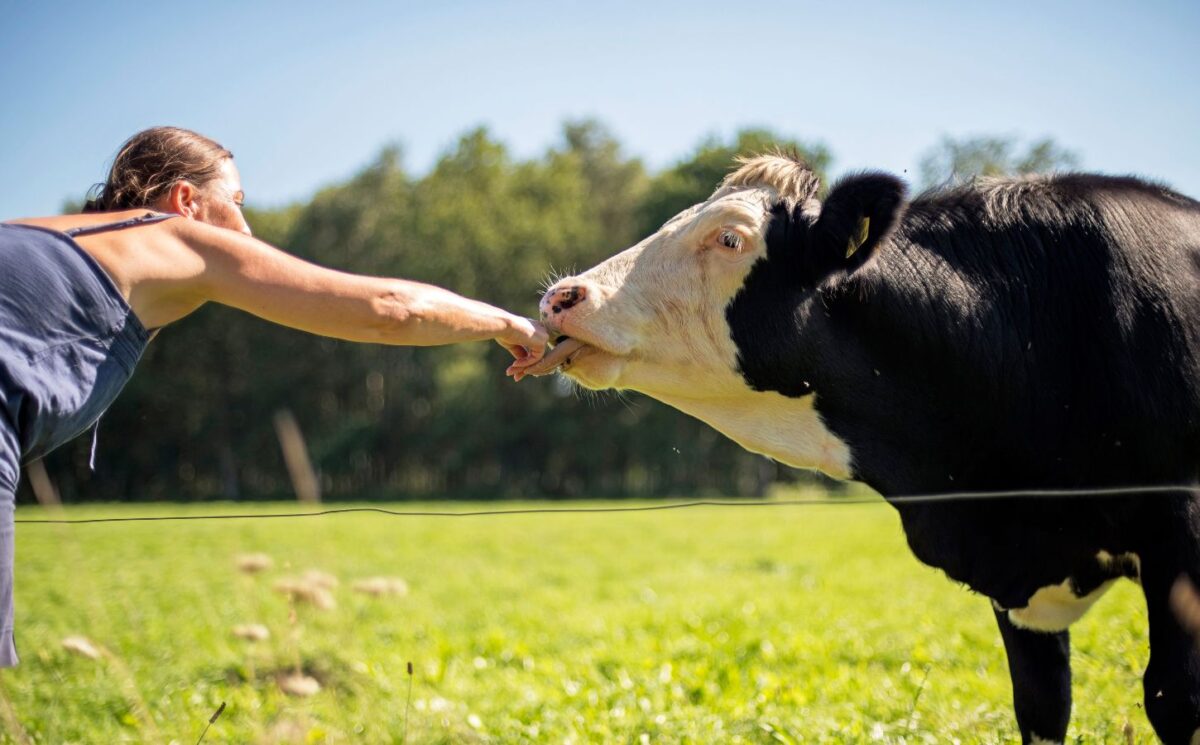 Photo shows a woman leaning over a fence and holding out to a cow, which is licking her hand. Most Brits find bloodsports, animal testing, fur, and factory farming "unacceptable," according to the latest Empathy Index survey from The Vegan Society