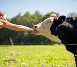 Photo shows a woman leaning over a fence and holding out to a cow, which is licking her hand. Most Brits find bloodsports, animal testing, fur, and factory farming "unacceptable," according to the latest Empathy Index survey from The Vegan Society