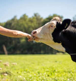 Photo shows a woman leaning over a fence and holding out to a cow, which is licking her hand. Most Brits find bloodsports, animal testing, fur, and factory farming "unacceptable," according to the latest Empathy Index survey from The Vegan Society