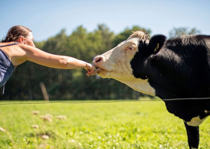 Photo shows a woman leaning over a fence and holding out to a cow, which is licking her hand. Most Brits find bloodsports, animal testing, fur, and factory farming "unacceptable," according to the latest Empathy Index survey from The Vegan Society