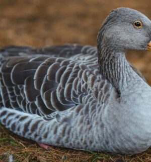 Photo shows a grey goose. Eleven Madison Park is serving foie gras (made from force-fed goose or duck liver) again, but New York City’s long-delayed ban could cut short the dish’s controversial comeback