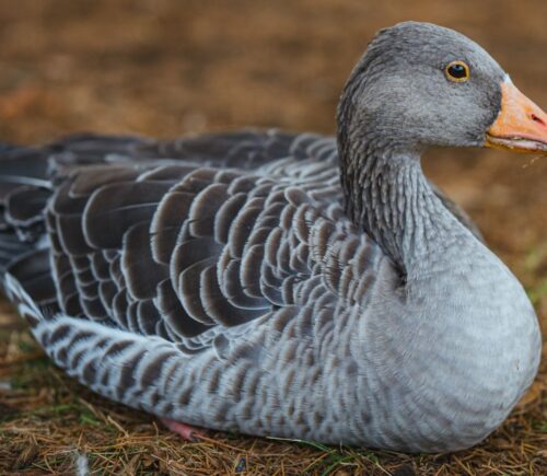 Photo shows a grey goose. Eleven Madison Park is serving foie gras (made from force-fed goose or duck liver) again, but New York City’s long-delayed ban could cut short the dish’s controversial comeback