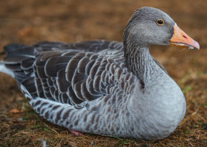 Photo shows a grey goose. Eleven Madison Park is serving foie gras (made from force-fed goose or duck liver) again, but New York City’s long-delayed ban could cut short the dish’s controversial comeback