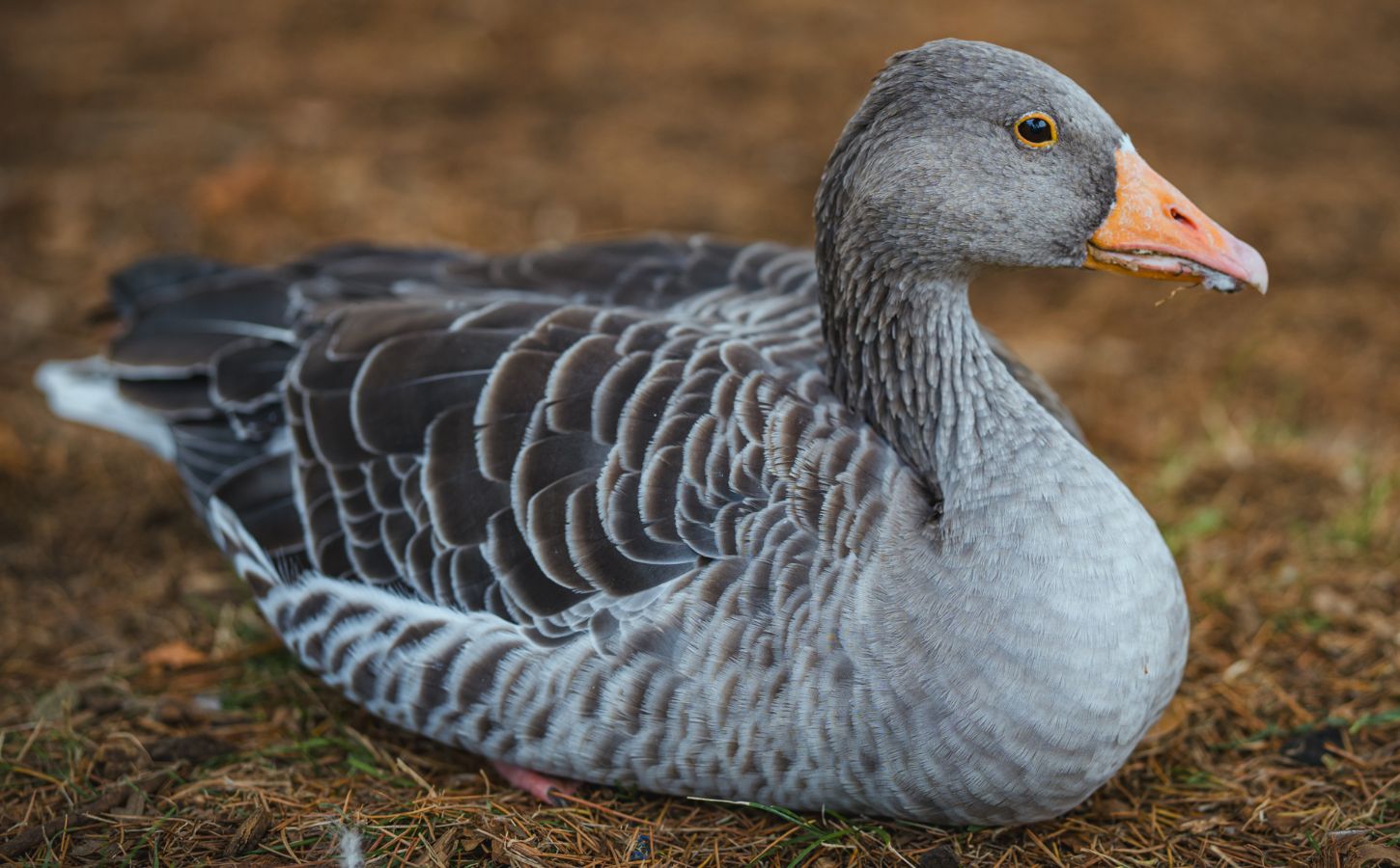 Photo shows a grey goose. Eleven Madison Park is serving foie gras (made from force-fed goose or duck liver) again, but New York City’s long-delayed ban could cut short the dish’s controversial comeback
